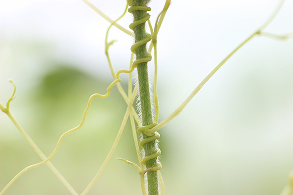 菟丝子的开花为何与众不同？